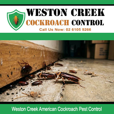 American cockroach colony clustered along dark timber skirting board and concrete floor junction in Weston Creek Canberra