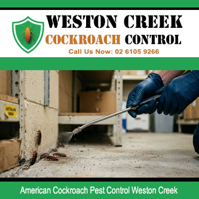 Licensed pest technician using inspection tool to expose American cockroach colony at damaged wall base and concrete floor in Weston Creek Canberra