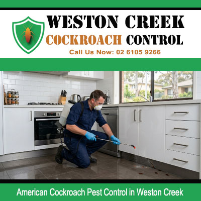 Uniformed exterminator applying handheld spray wand along kitchen oven base and surrounding cabinets for American cockroach infestation in Weston Creek ACT