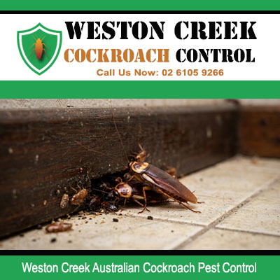 Close up of Australian cockroach infestation with droppings and debris at timber skirting board and tile floor in Weston Creek ACT