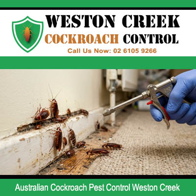 Licensed pest technician applying direct spray gun treatment to Australian cockroaches at white skirting board and carpet junction in Weston Creek Canberra