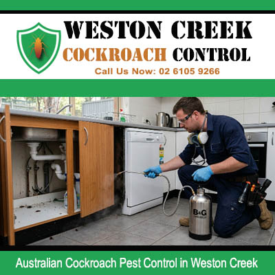 Professional pest technician in face mask applying B&G spray inside open kitchen sink cabinet with exposed pipes for Australian cockroach treatment in Weston Creek ACT
