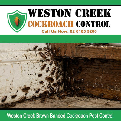 Close up of Brown Banded cockroaches and droppings discovered inside damaged hollow timber door frame cavity in Weston Creek ACT