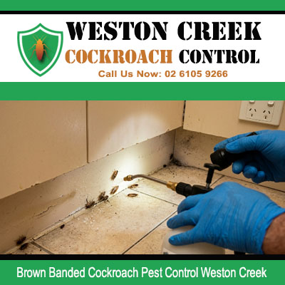 Brown Banded cockroach infestation at white tiled wall and floor corner junction near power outlet receiving direct spray treatment in Weston Creek ACT property