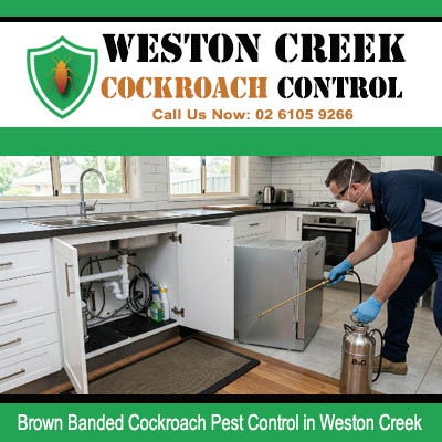 Licensed pest controller treating behind dishwasher and exposed pipes under kitchen sink cabinet for Brown Banded cockroach extermination in Weston Creek Canberra
