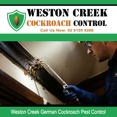 Close up of pest technician treating German cockroach colony discovered inside wall cavity and ceiling junction in Weston Creek ACT
