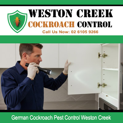 Pest control technician using torch to inspect inside open white overhead kitchen cabinets for German cockroach activity in Weston Creek