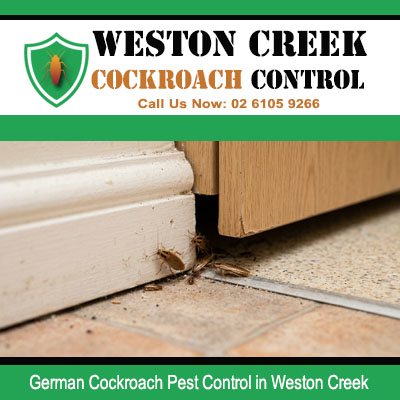 German cockroach crawling along gap between door frame base and tiled floor junction in Weston Creek property
