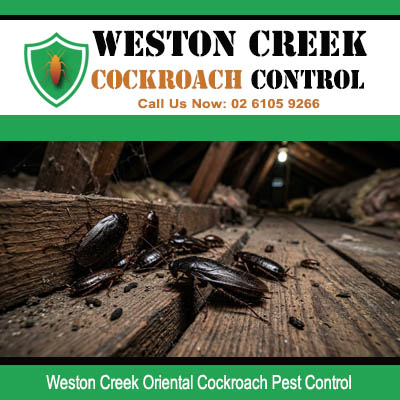 Oriental cockroaches crawling on old dark timber surfaces inside dim roof cavity or subfloor space in Weston Creek Canberra ACT