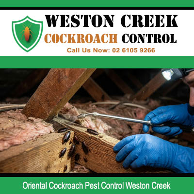 Licensed pest technician inspecting and exposing Oriental cockroach colony inside roof cavity with insulation batts in Weston Creek Canberra