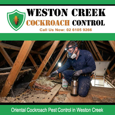 Professional pest technician wearing mask using pressurised canister to treat Oriental cockroach colony inside roof cavity timber beams in Weston Creek ACT property